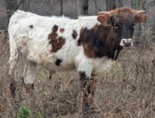 Marlboro Man x Strawberry Jam BULL 